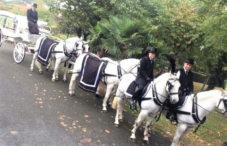 6 White Funeral Horses