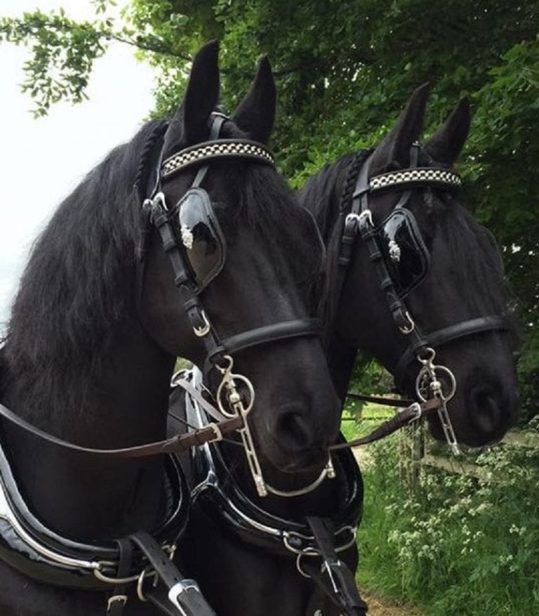Black Funeral Horses