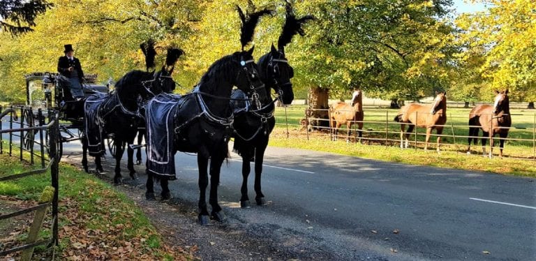 Team of Black Funeral Horses
