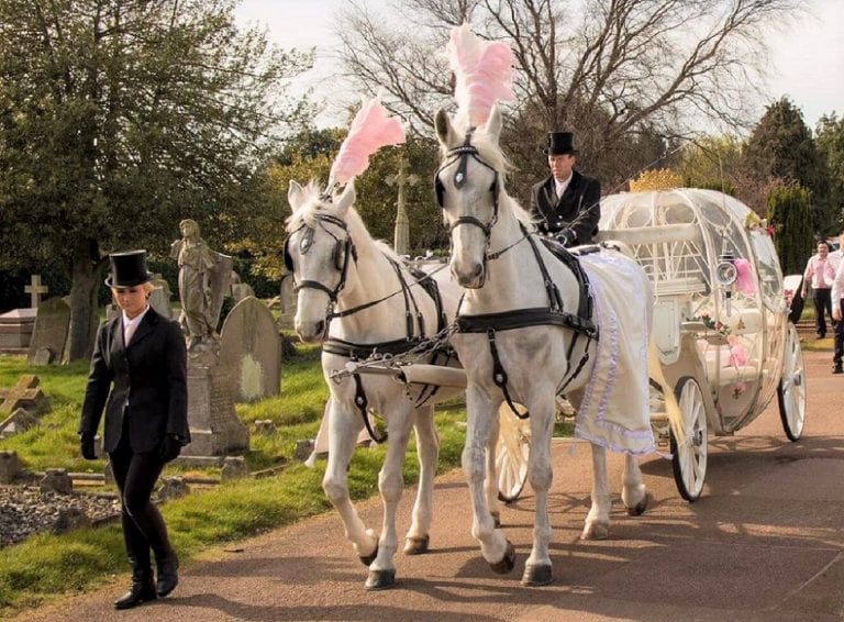 White Pumpkin Horse Drawn Funeral White Pumpkin Horse Drawn Funeral