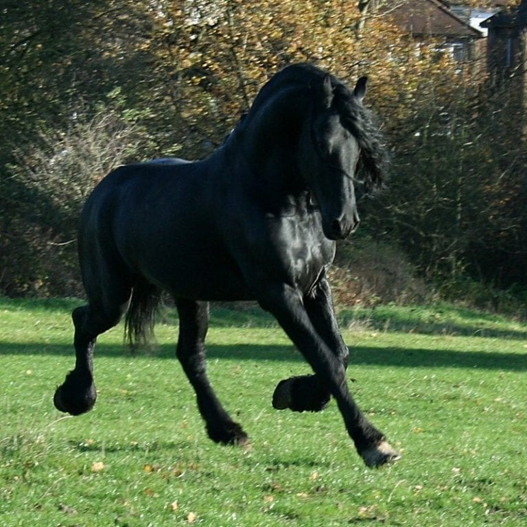 Black Friesian Horse Fun in the Field Black Friesian Horse Fun in the Field
