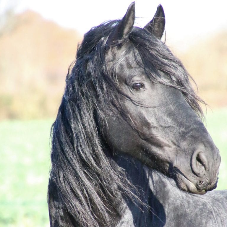 Black Friesian Horse Head Shot Black Friesian Horse Head Shot