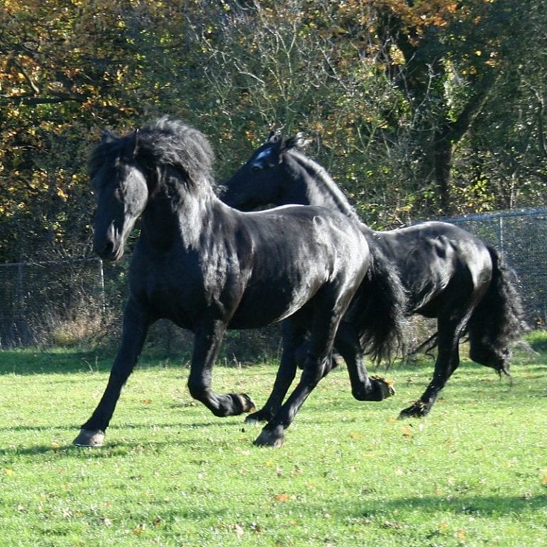 Black Friesian Horses Black Friesian Horses