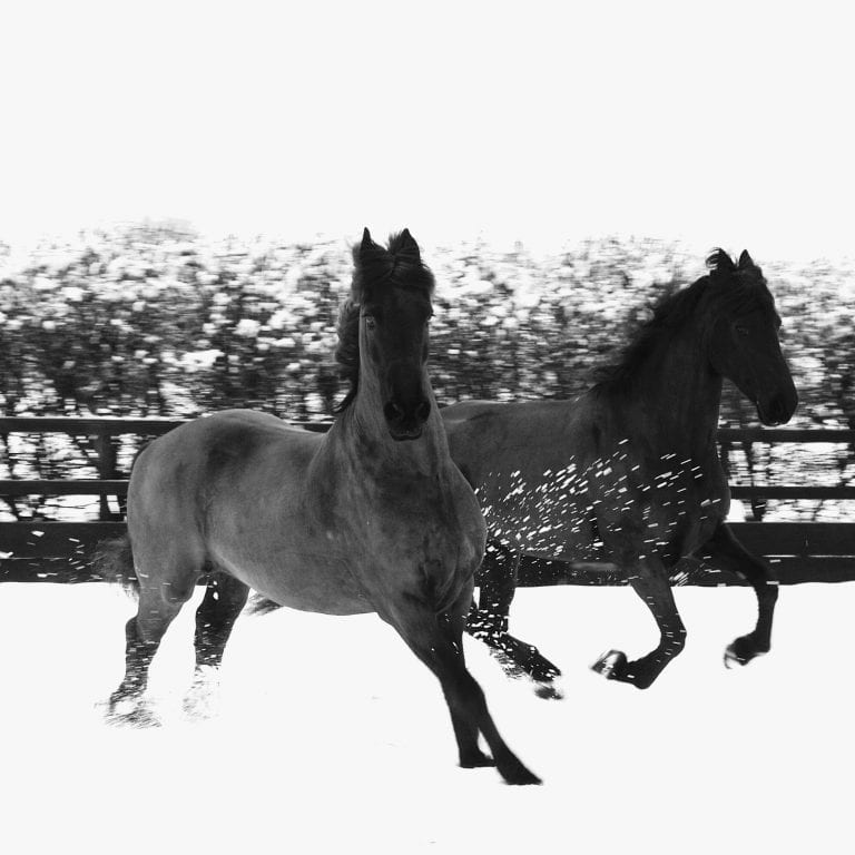 Black Friesian Horses Playing in the Snow Black Friesian Horses Playing in the Snow