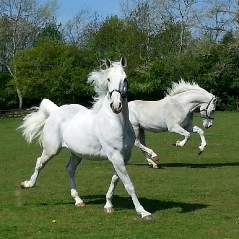 White Fine Boned Horses White Fine Boned Horses