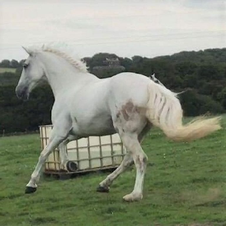 White Fine Boned Horses Muddy Playtime White Fine Boned Horses Muddy Playtime