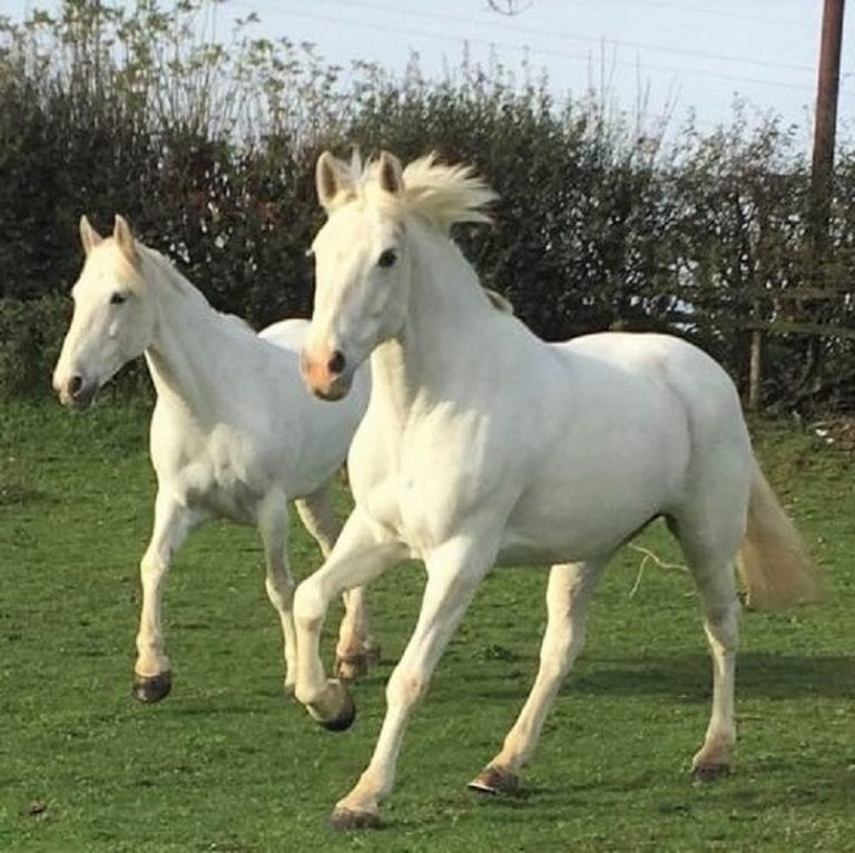 White Fine Boned Horses Playing in the Field White Fine Boned Horses Playing in the Field