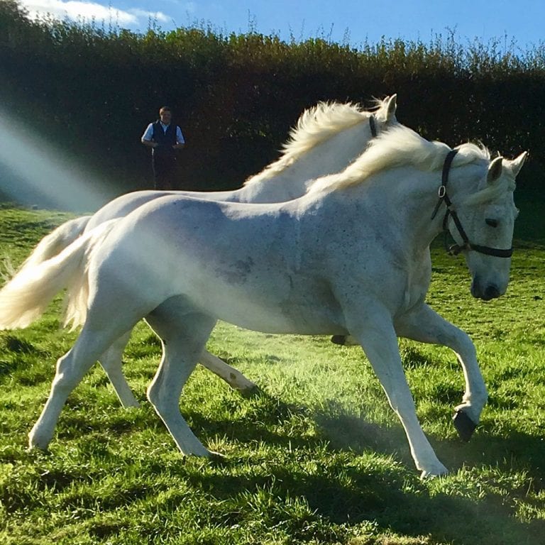 White Fine Boned Horses at Play White Fine Boned Horses at Play