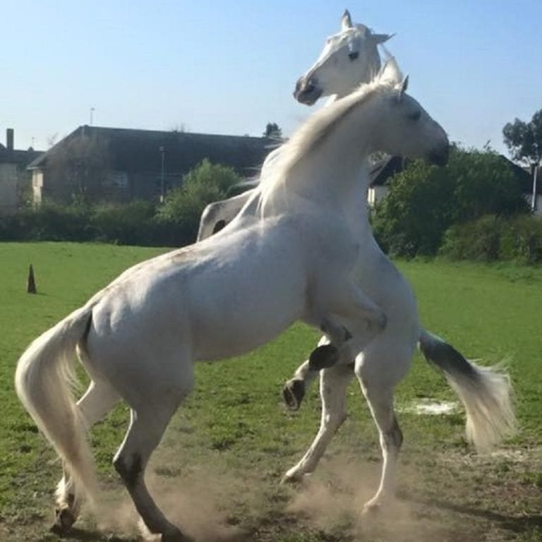 White Lippizanner Horses Playing White Lippizanner Horses Playing