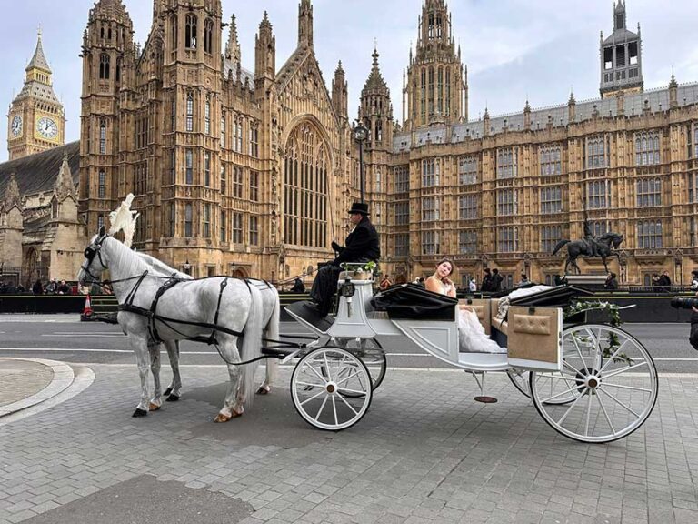 Pair of White Horses with white convertible twin hooded landau in London Pair of White Horses with white convertible twin hooded landau in London