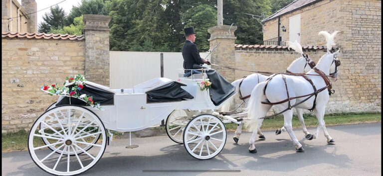 Pair of White Horses with white convertible twin hooded landau Pair of White Horses with white convertible twin hooded landau