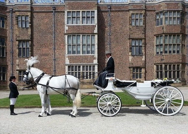 Pair of White Horses with white convertible twin hooded landau and groom Pair of White Horses with white convertible twin hooded landau and groom